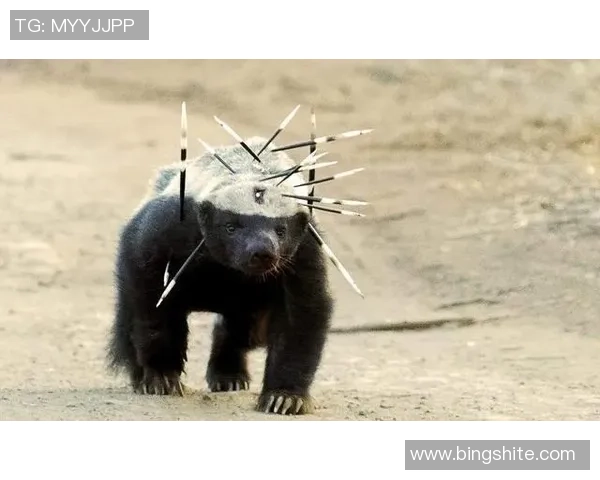 足球明星小猎豹的传奇故事与精彩小说推荐合集